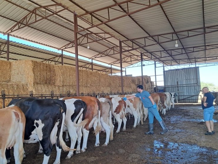 Köşk’te şap aşılaması başladı