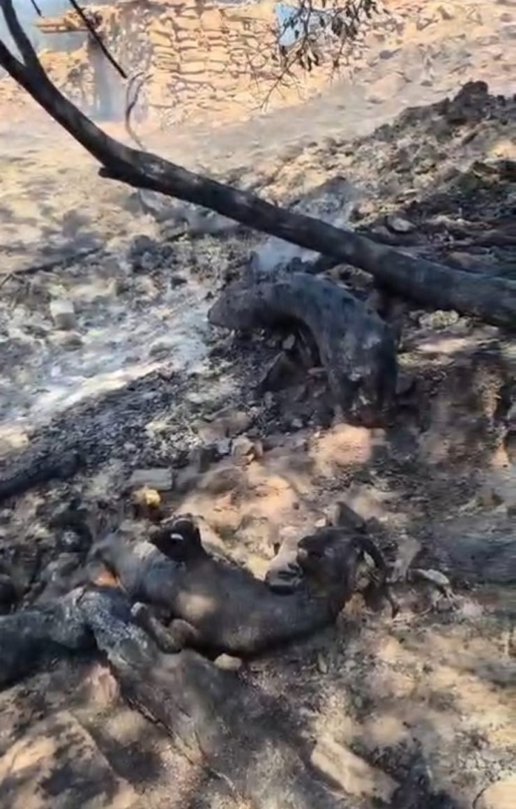 Denizli’deki yangın alanında kurtarılamayan bazı hayvanlar telef oldu