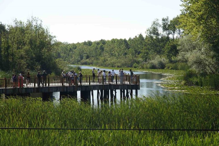Acarlar Longozu yaz sezonunda ziyaretçi akınına uğradı