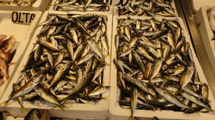 Balıkçılar sezona istavritle başladı, palamut avı beklentileri karşılamadı