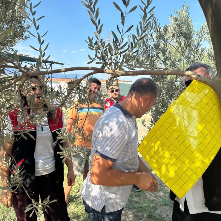 Zeytin üreticilerine zeytin sineğiyle mücadele için tuzak dağıtıldı