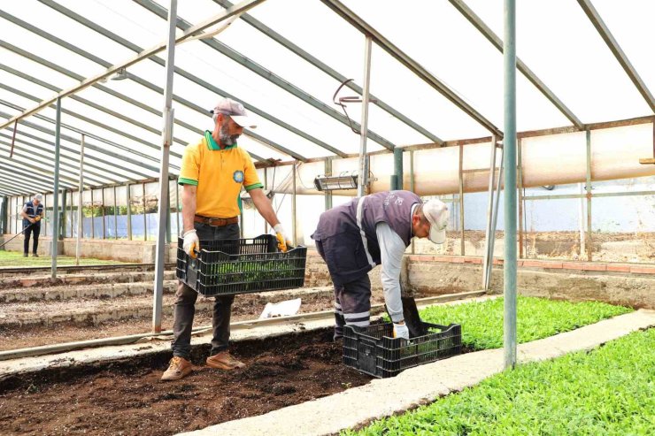 Diyarbakır’da Çin karanfili üretimine başlandı
