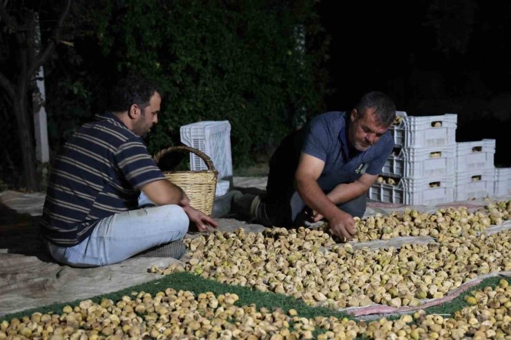 İncir üreticisi gecesini gündüzüne katarak üretim yapıyor