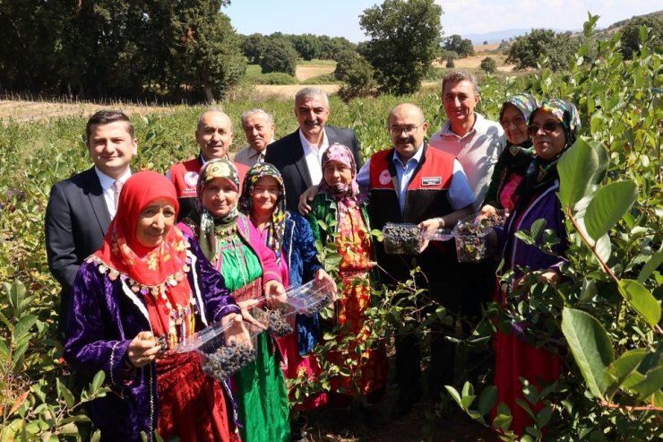 Balıkesir’de ilk aronya hasadı