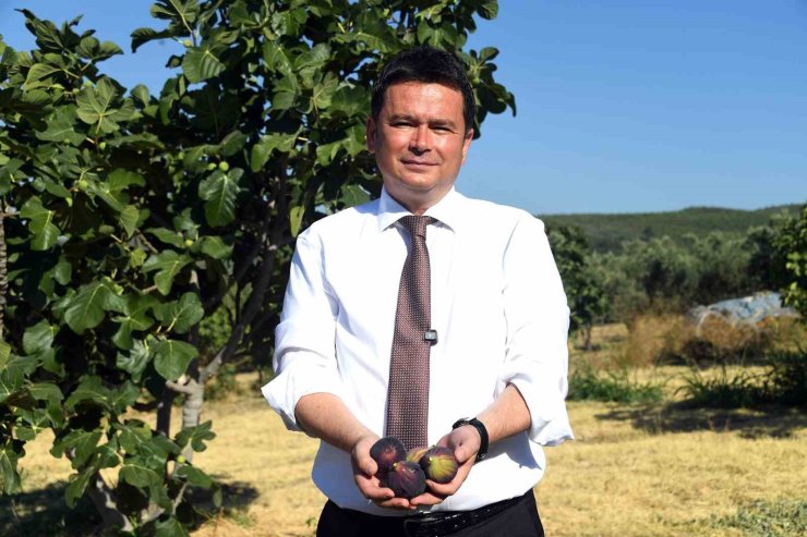 Osmangazi’den dünyaya açılan lezzet "Bursa siyah inciri"