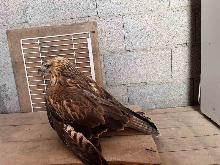 Karapınar’da yaralı kızıl şahin bulundu