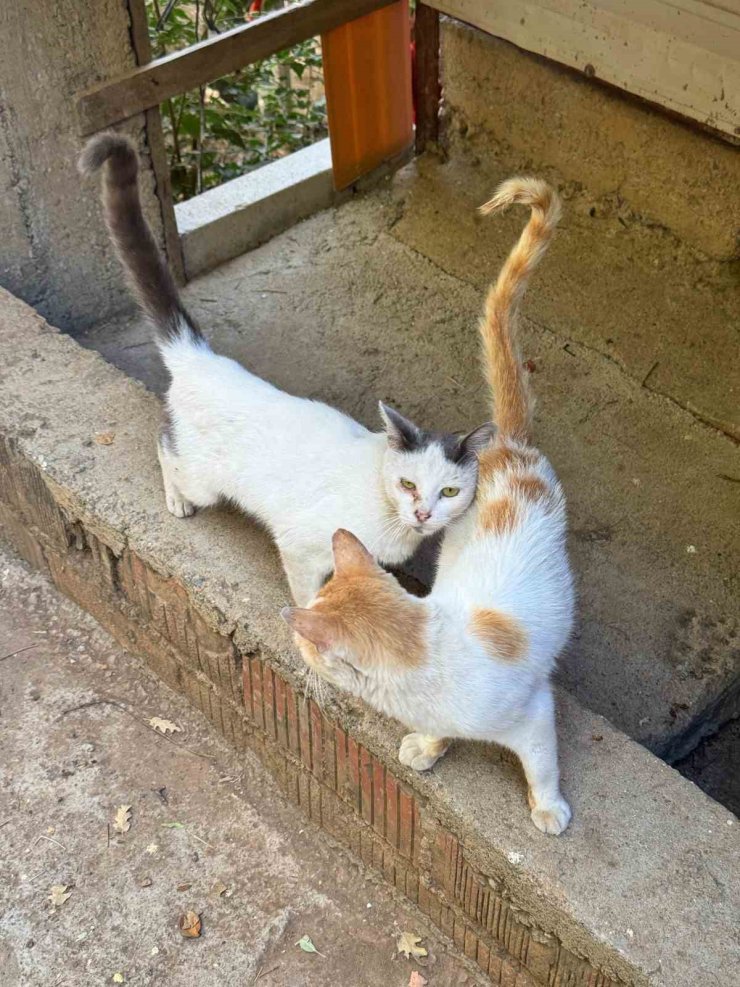 Tarım Müdürlüğünden mikroçip zorunluluğu uyarısı