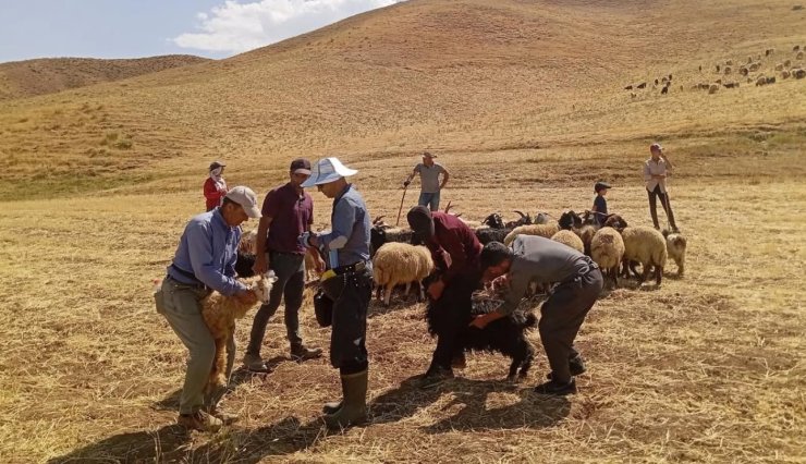 Yüksekova’da hayvan aşılama ve kimliklendirme çalışması devam ediyor