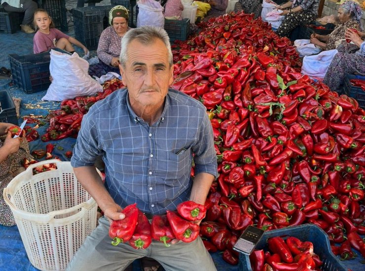 Salihli’de kapya biberde hasat zamanı