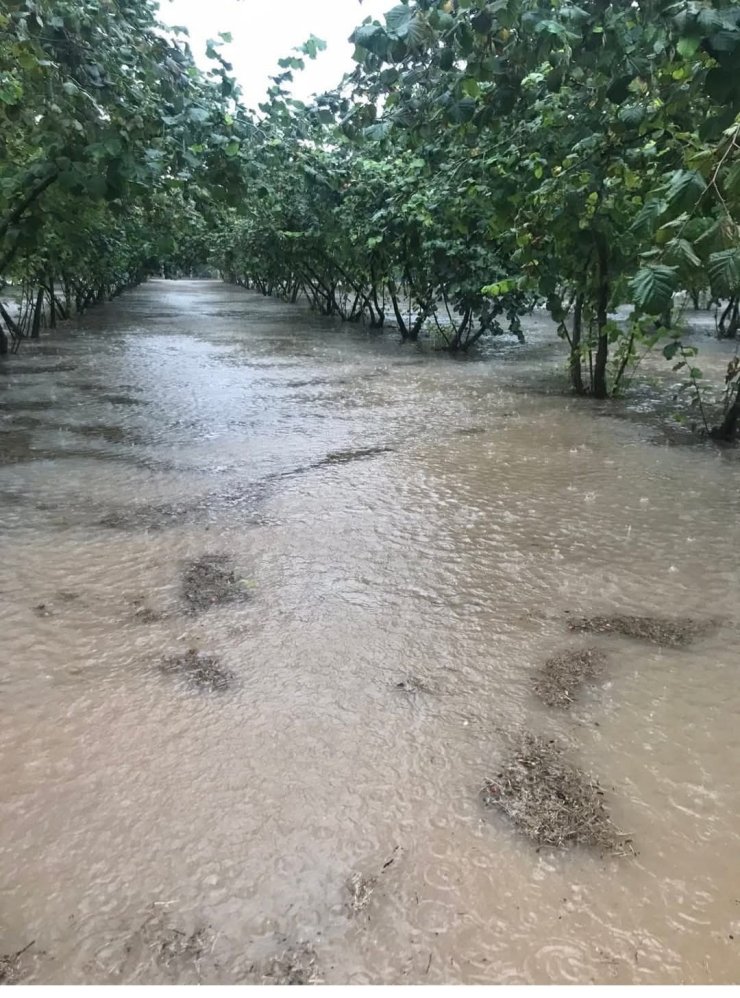 Samsun’da sağanak: Fındık bahçeleri göle döndü