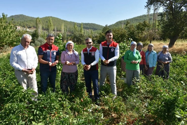 Bozdoğan’da turşuluk biber hasadı gerçekleştirildi