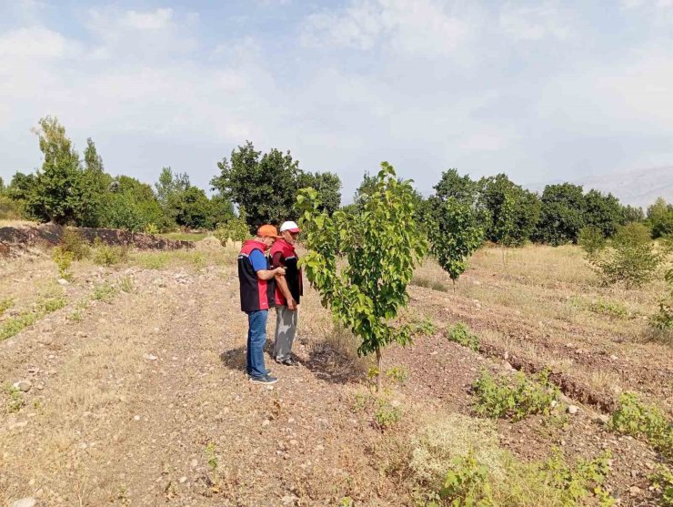 Konakbaşı köyündeki dut bahçesinde hastalık ve zararlı kontrolleri yapıldı