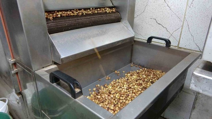 Karadeniz’de fındık hasadı tamamlandı: Üretici kırma ve kavurma işini artık işletmelere bırakıyor