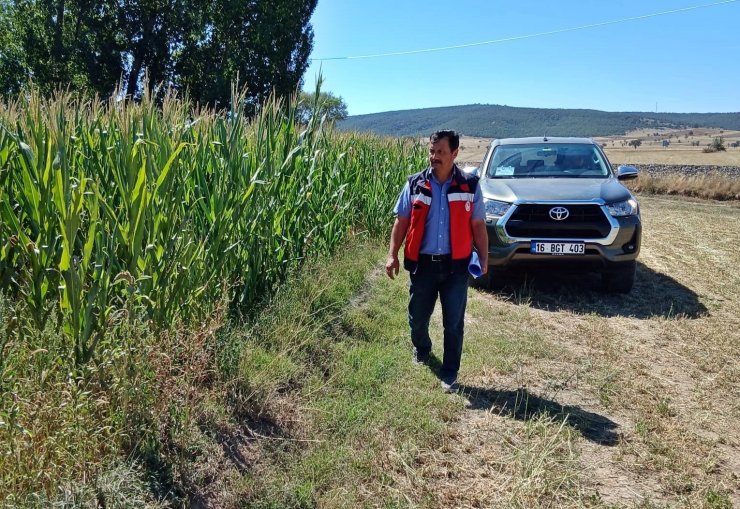 Kütahya’da silajlık mısır kontrolleri