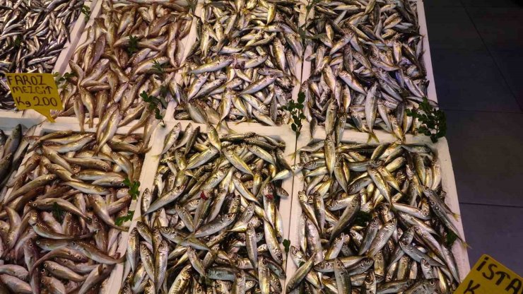 Balıkçı palamuttan umudunu kesti, hamsi ve istavrit ile teselli buluyor