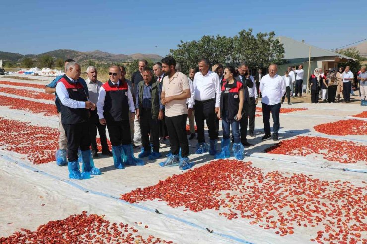 Elazığ’da 100 bin 352 ton domates rekoltesi bekleniyor