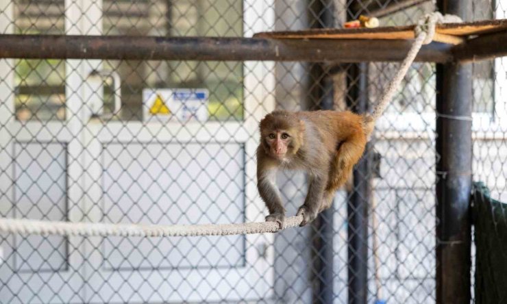 Şiddet mağduru maymun Mersin’de koruma altına alındı