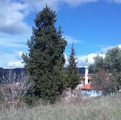 Göktepeliler, asırlık ağaca sahip çıkıyor