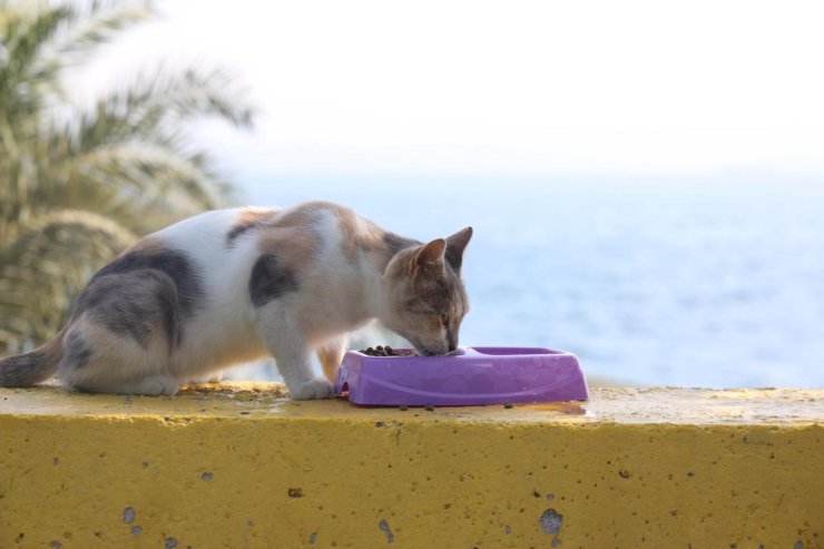 Darıca’da sokak hayvanları için mama ve su kapları yerleştirildi