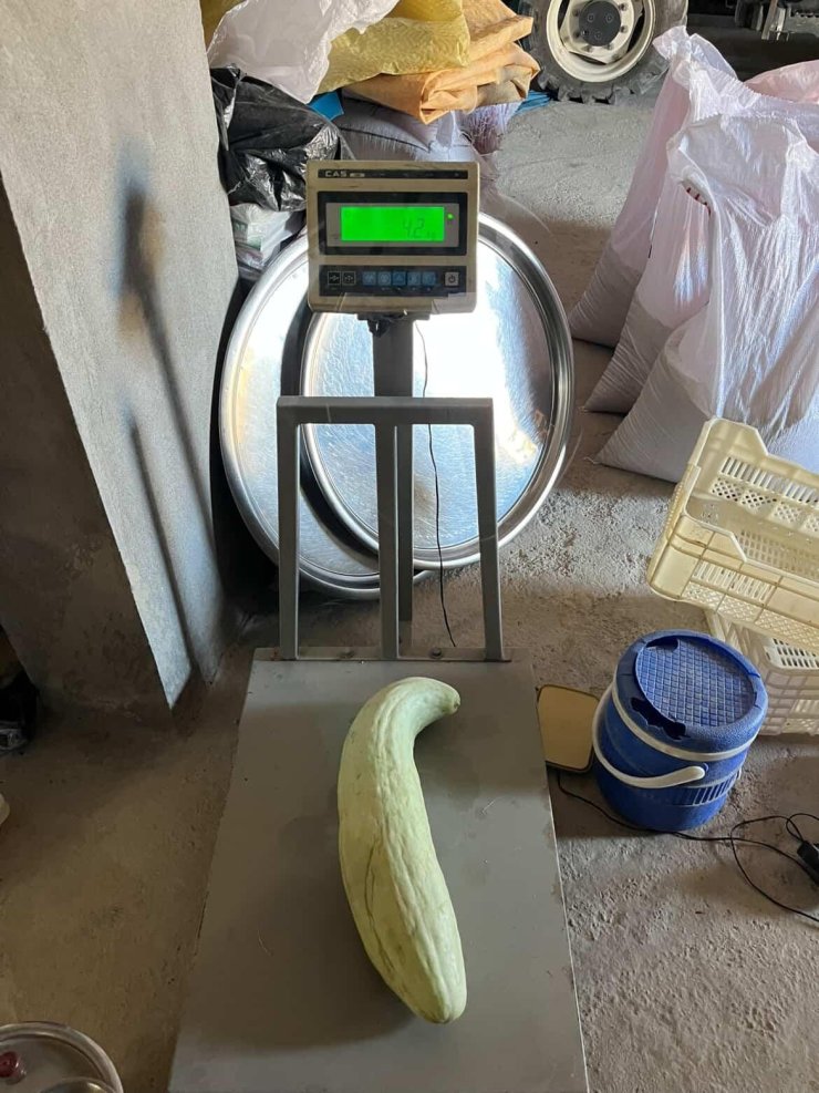 Elazığ’da 4,5 kiloluk dev acur hayrete düşürdü