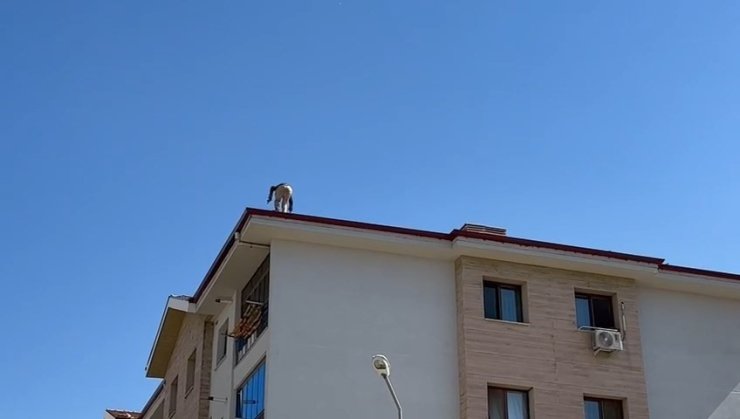 Elazığ’da çatıda tehlikeli çalışma