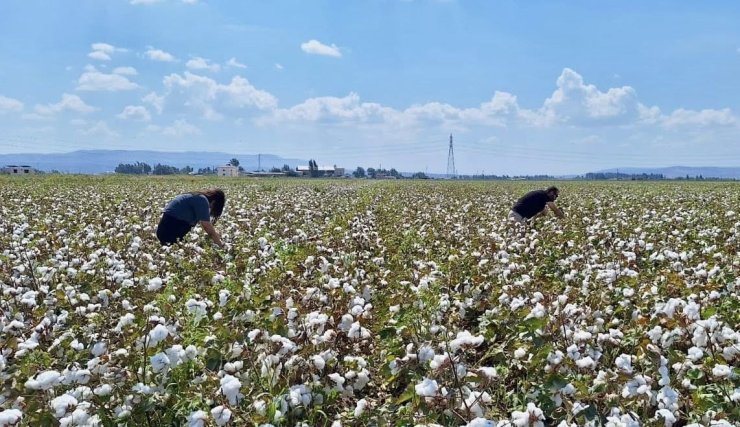 Hatay’da pamuk ve soya ekili araziler kontrol edildi