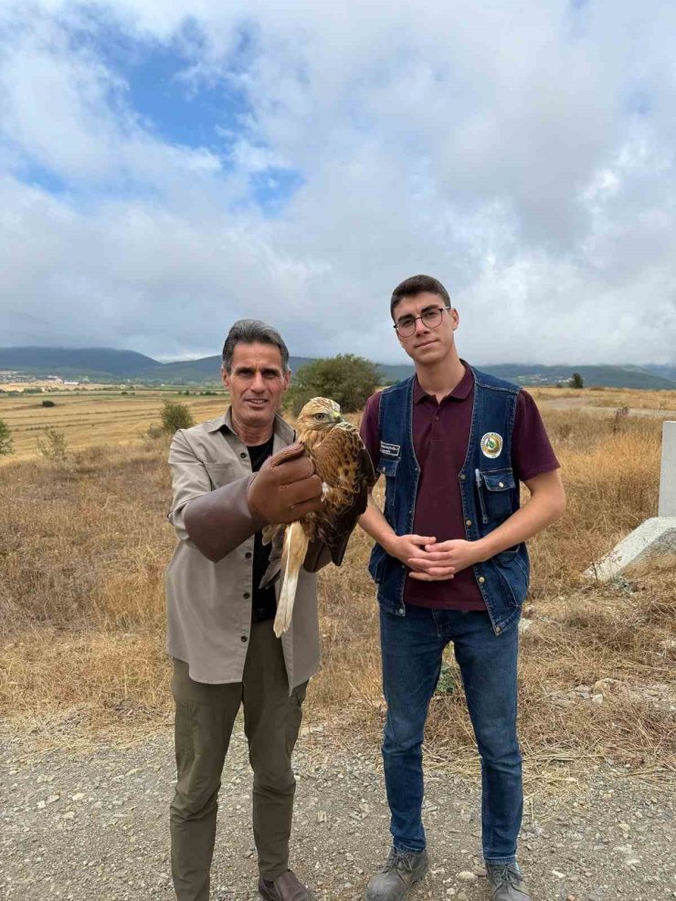 Kastamonu’da yaralı halde bulunan şahin tedavi altına alındı