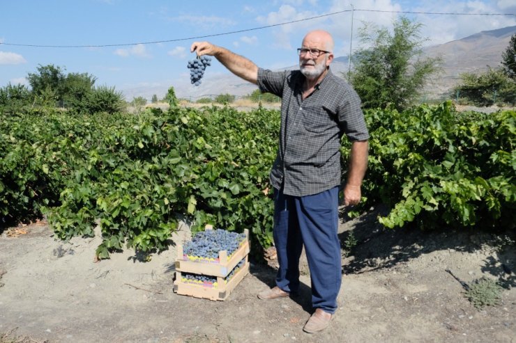 Erzincan Cimin üzümünde hasat başladı: Sofralıkta eşsiz, şarapta kullanılamaz