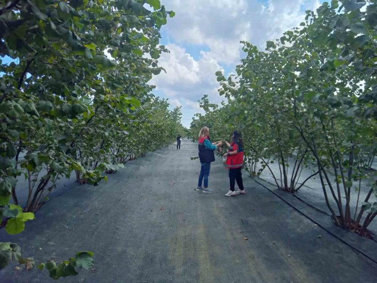 Kahverengi kokarca mücadelesinde yeni hamle