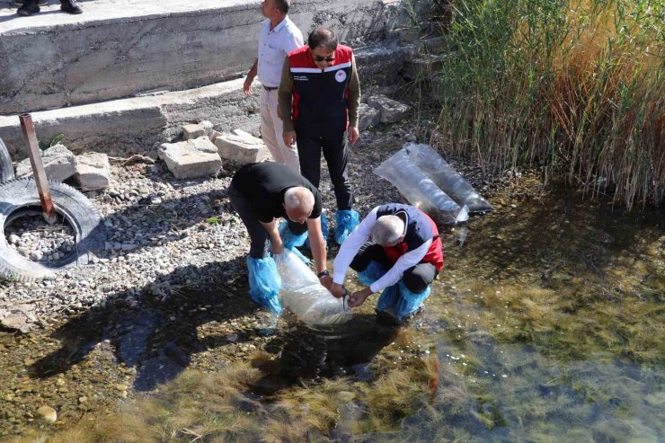 Sivas’taki göller yavru balıklarla buluştu
