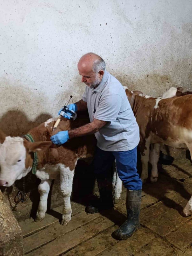 Aydıntepe’de sonbahar şap aşılama kampanyasında sona gelindi