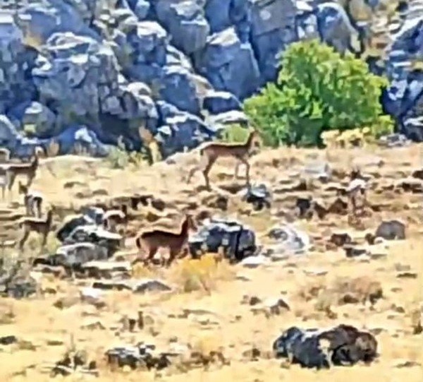 Malatya’da sürü halindeki yaban keçileri görüntülendi