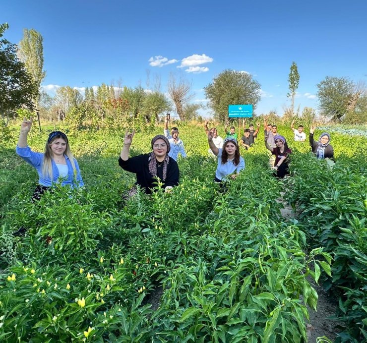 100 yılık ata tohumuyla ilk hasat yapıldı