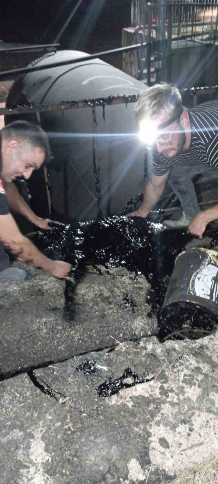 Zift kazanına düşen köpek yarım saatlik müdahale sonrası kurtarıldı