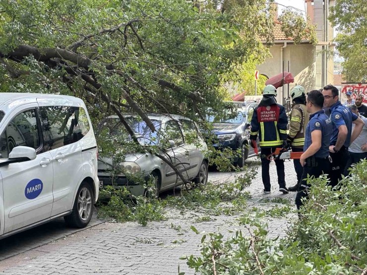 Kadıköy’de ağaç dalı iki otomobilin üzerine devrildi