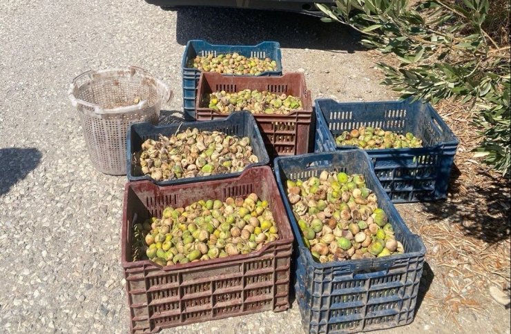 Jandarma’dan incir hırsızlarına suçüstü