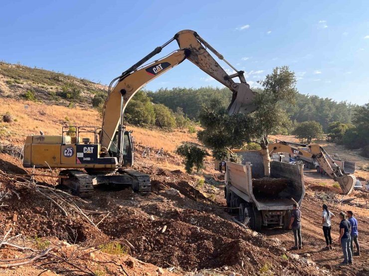 Milas’ta zeytin ağaçları taşınarak yaşatılıyor