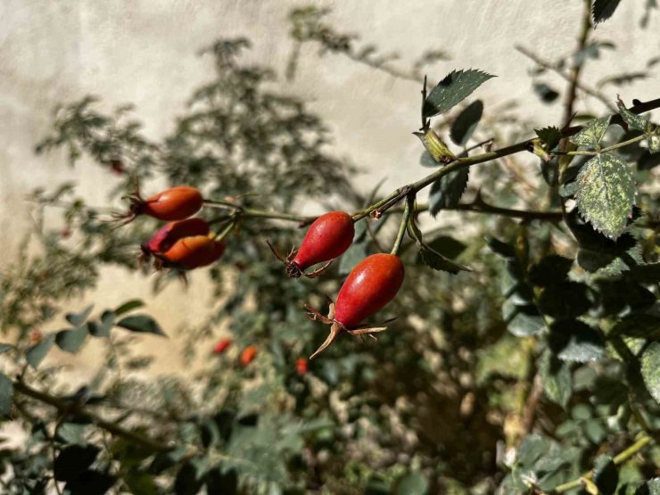 Bayburt’un dağlarında kuşburnu bolluğu