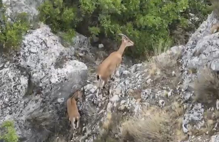 Kazankaya Kanyonu’nda yaban keçileri ve yavruları dronla görüntülendi