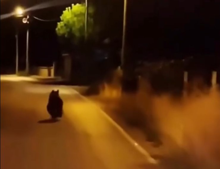 Yalova’da ayı köy yoluna indi