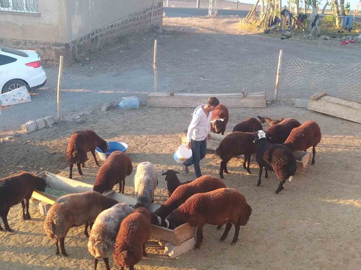 Patnos’ta besiciler kış hazırlığını sürdürüyor
