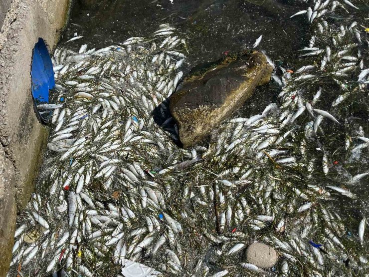 İzmir Körfezi’nde balık ölümleri yeniden başladı