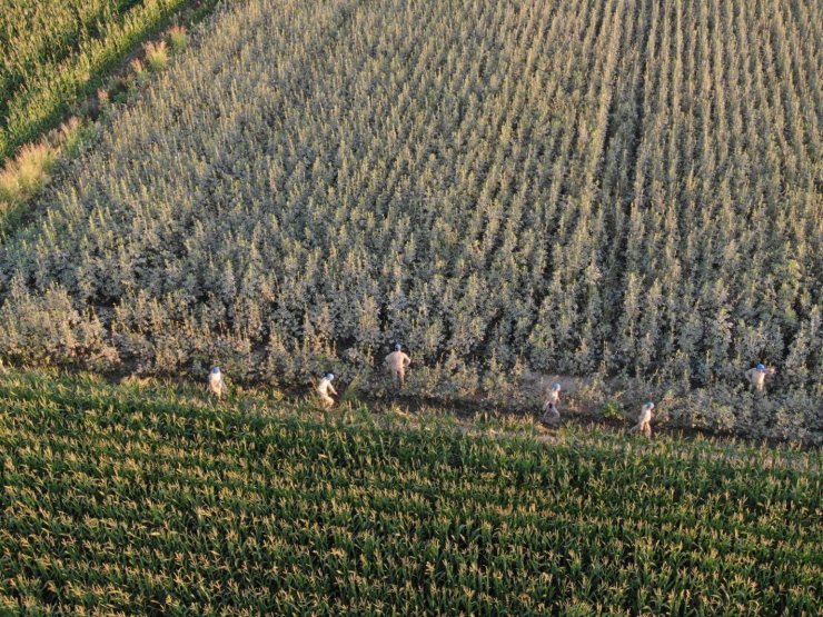 Koçarlı’da 37 kök kenevir ele geçirildi