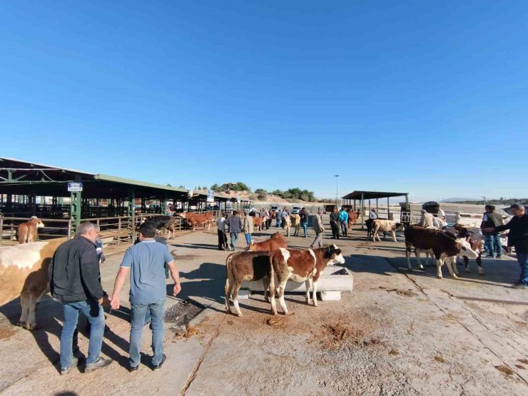 Malatya’da kapalı olan hayvan pazarı yeniden açıldı