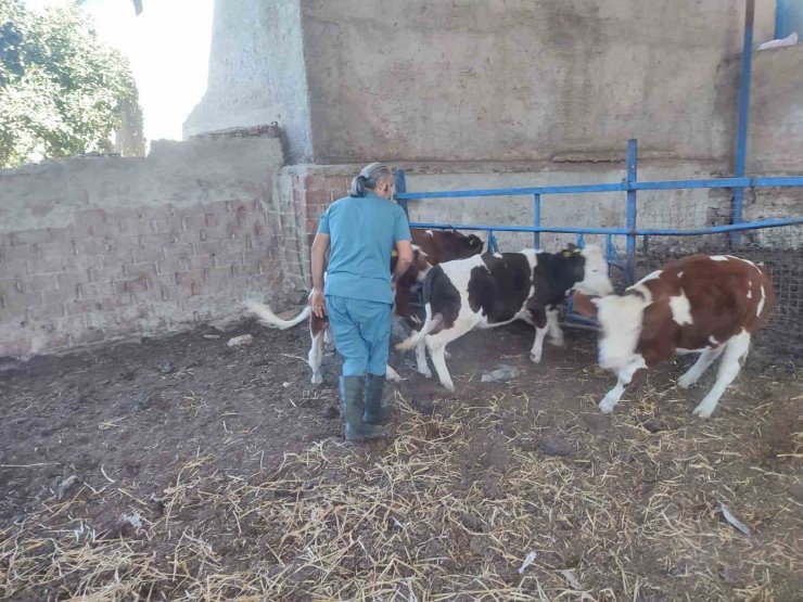 Söke’de hayvan sağlığı için aşılama çalışmaları devam ediyor