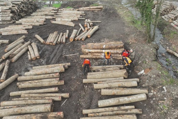 Düzce’den 9 bin 967,5 ton orman ürünü ihraç edildi