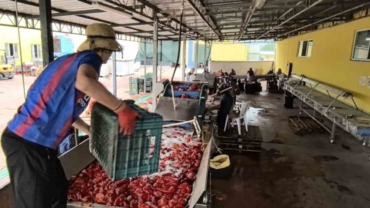 Hollanda’nın biber salçasını İnegöllü kadınlar üretiyor