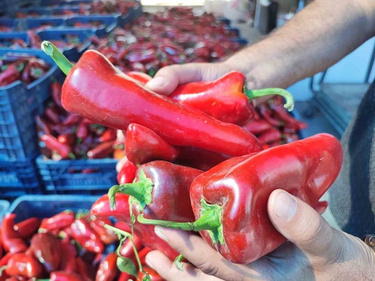 Pazarlarda salçalık biber hareketliliği