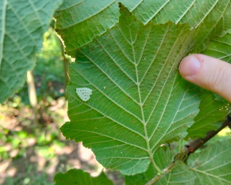 Samsun’da 1 milyonun üzerinde samuray arısı doğaya salındı