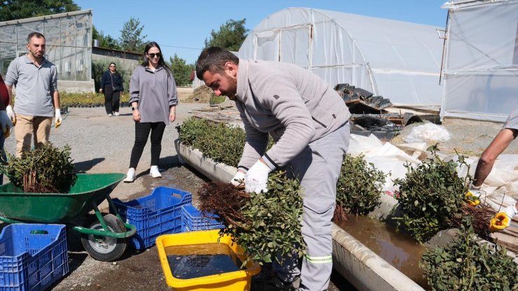 Erzincan’da kesme gül serası hayata geçiriliyor